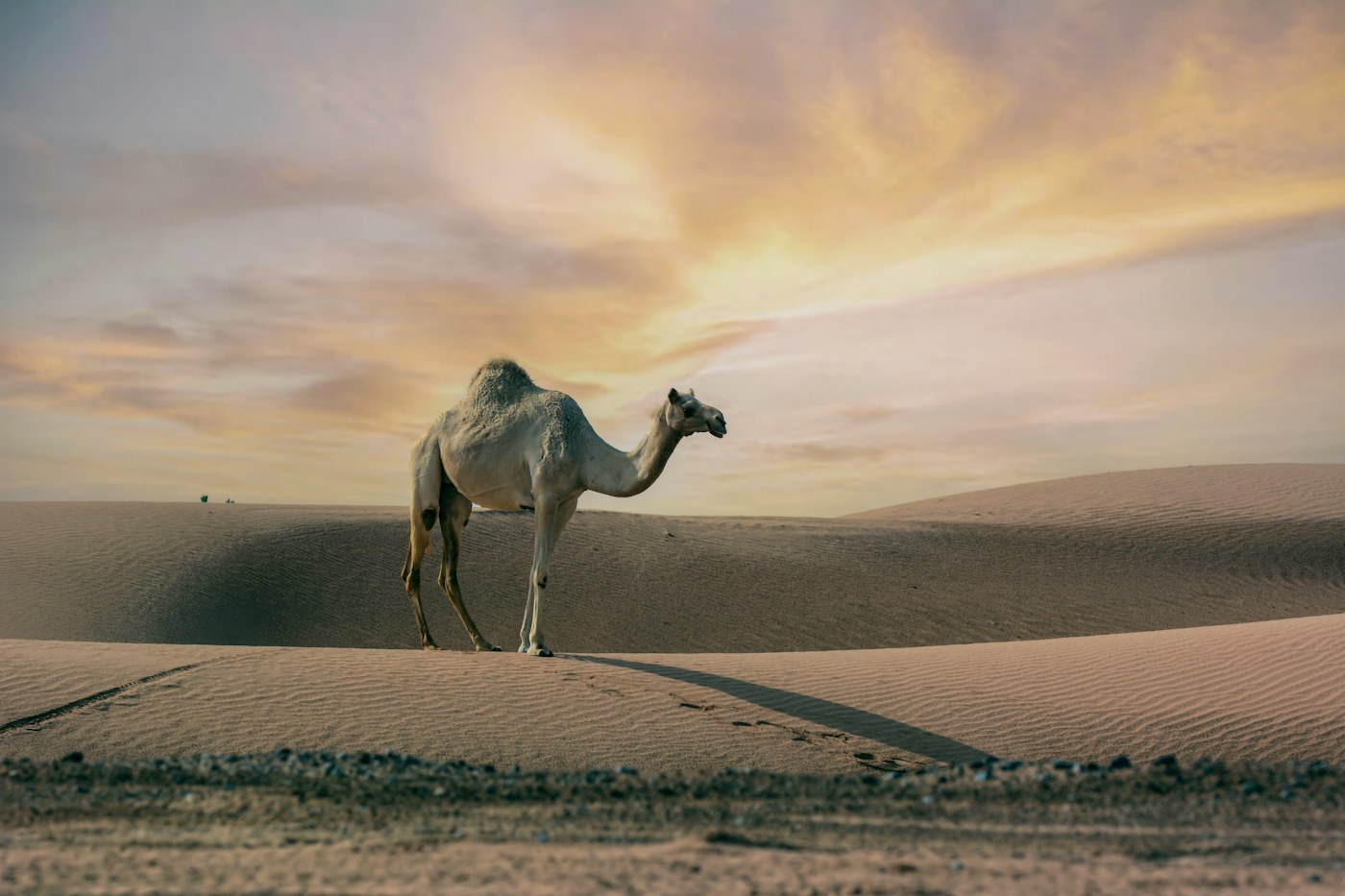 A camel among the dunes at Mleiha, Sharjah